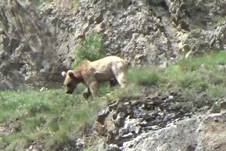 &Ccedil;oruh Nehri'ne inen boz ayılar g&ouml;r&uuml;nt&uuml;lendi