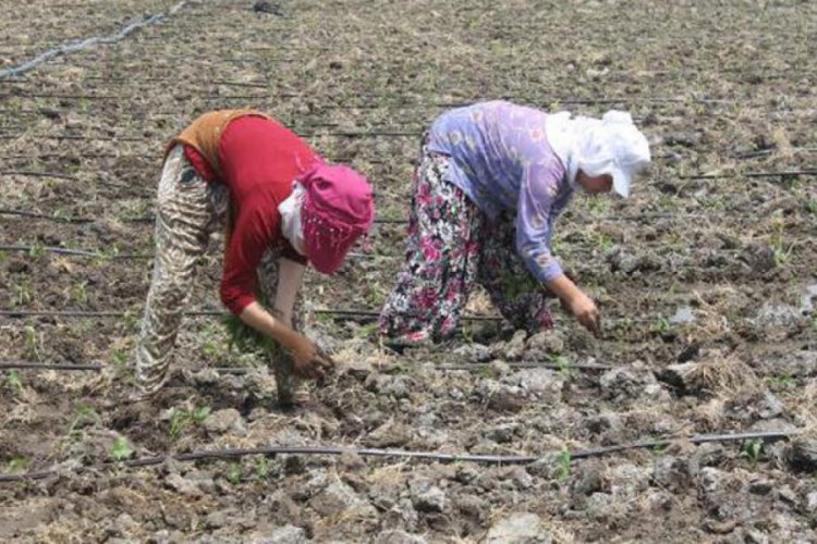 Mevsimlik tarım iş&ccedil;ilerinin sıcak havada zorlu mesaisi