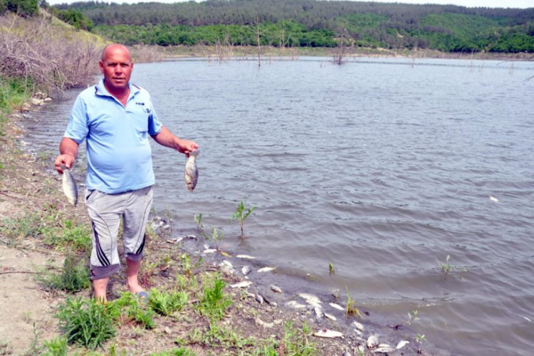 Tekirdağ'ın &Ccedil;okal Barajı'nda balık &ouml;l&uuml;mleri