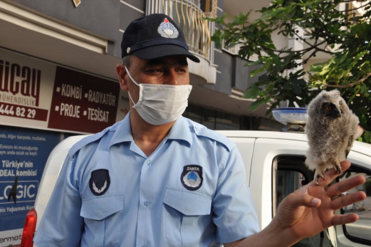 Kulaklı orman baykuşu koruma altına alındı