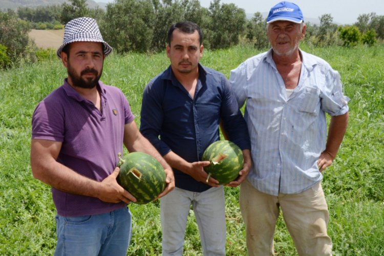 Karpuz tarlasında 'kesmece' hırsızlık