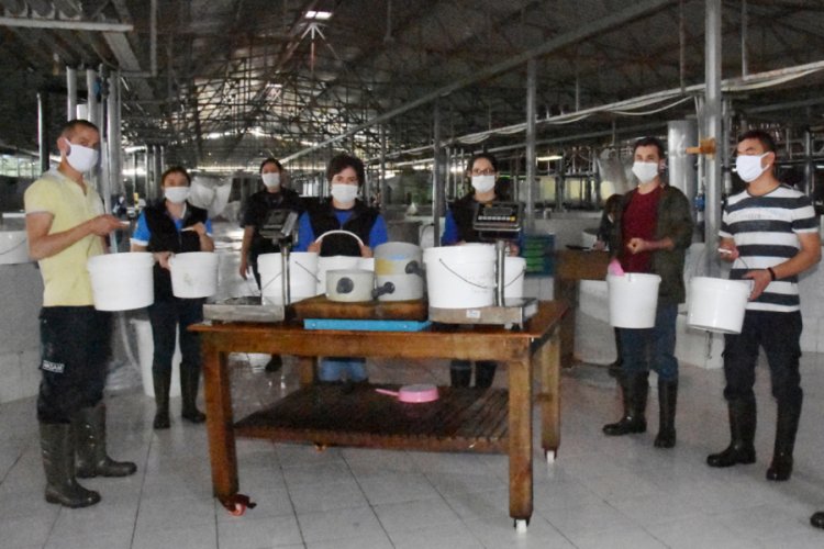 Demre'deki enstit&uuml;de 10 milyon yavru balık &uuml;retildi