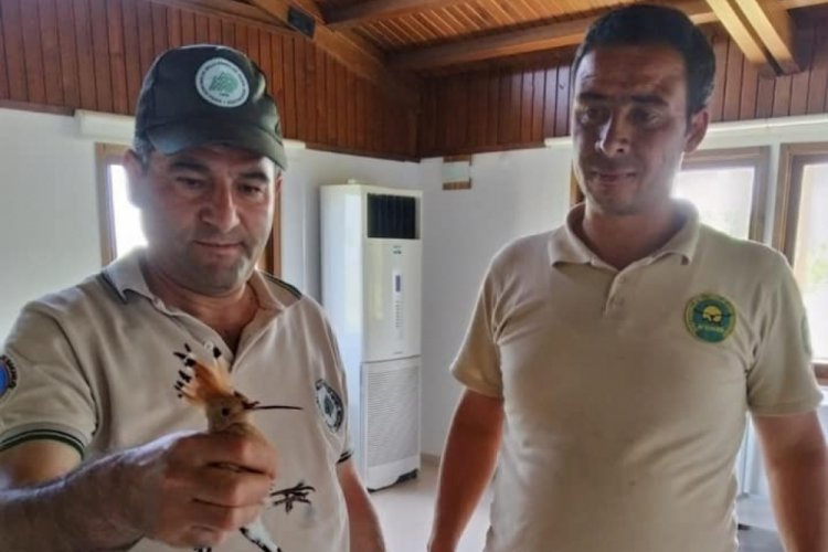 Bakıma muhta&ccedil; halde bulunan ibibik kuşu tedavi edildi