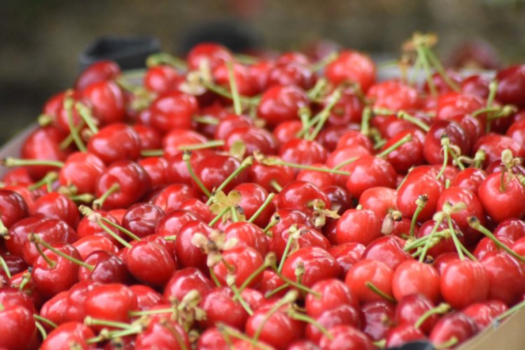 Bursa'da erkenci kirazın hasadı başladı