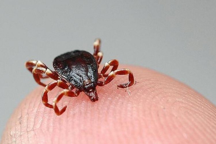 10 kişide Kırım Kongo Kanamalı Ateşi tespit edildi