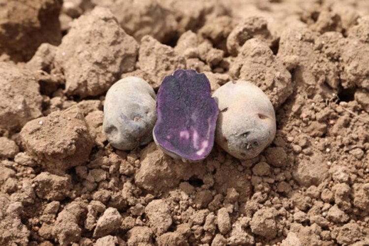 Sivas'ta mor patates ekimi yapıldı