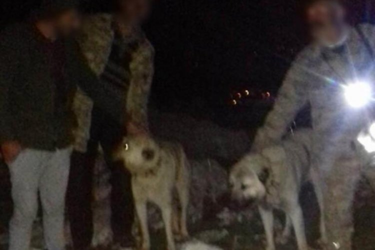&Ccedil;izgili sırtlanı k&ouml;peklere par&ccedil;alatıp, t&uuml;fekle &ouml;ld&uuml;rd&uuml;ler