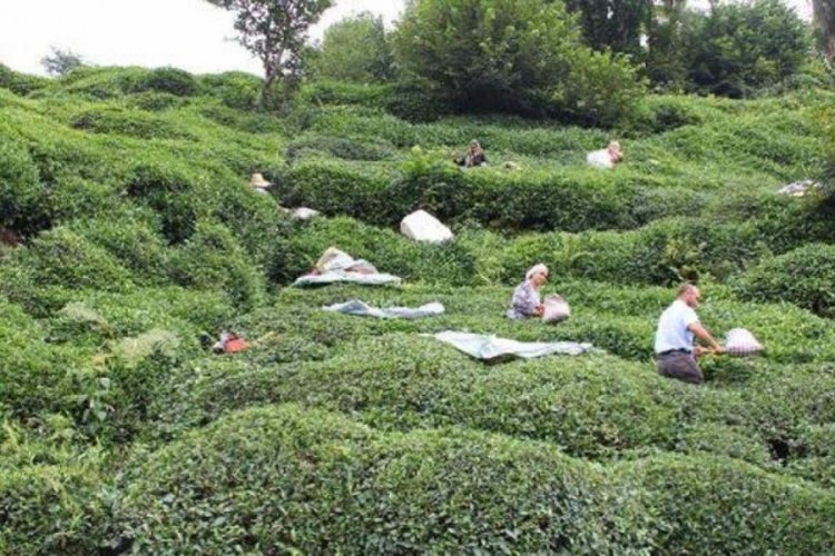 &Ccedil;ay hasadı i&ccedil;in Rize'ye gelenlerin sayısı 16 bini buldu