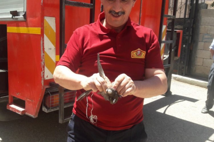 Adıyaman'da ipe takılan ebabil kuşu kurtarıldı