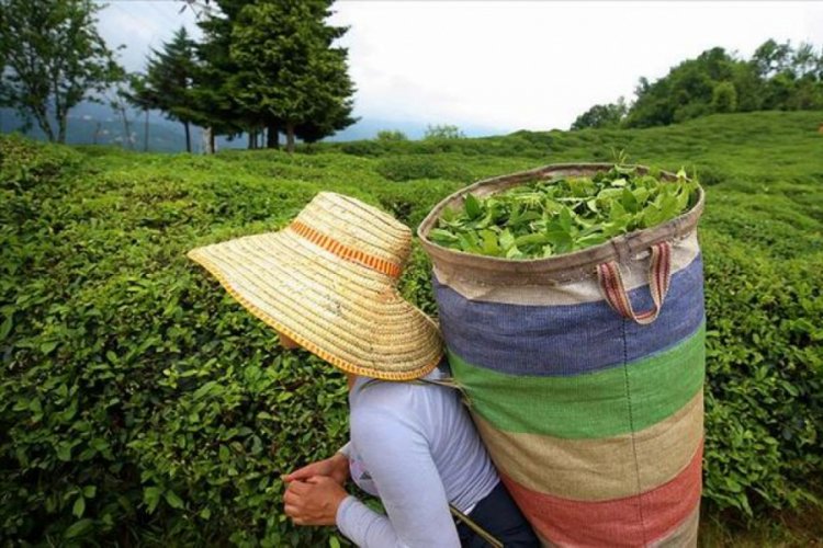 &Ccedil;AYKUR'dan yaş &ccedil;ay alımı ve kontenjan uygulamasına a&ccedil;ıklama