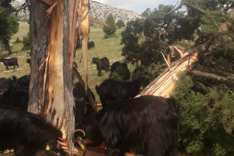 Yıldırım d&uuml;şen 8 metrelik ağa&ccedil; ikiye b&ouml;l&uuml;nd&uuml;