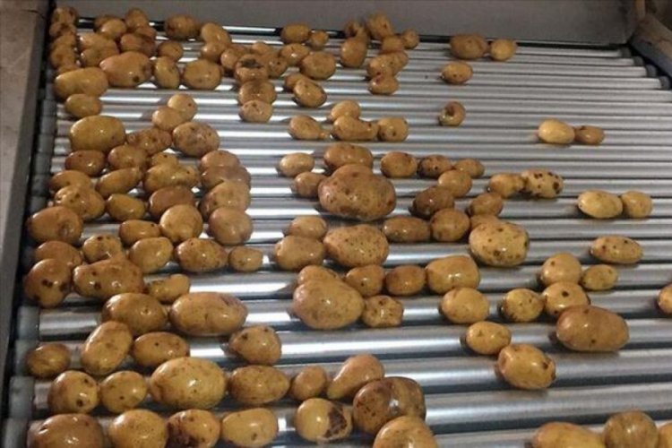 Hasadı başlayan patates ve soğanın ihracatı kontroll&uuml; a&ccedil;ılıyor