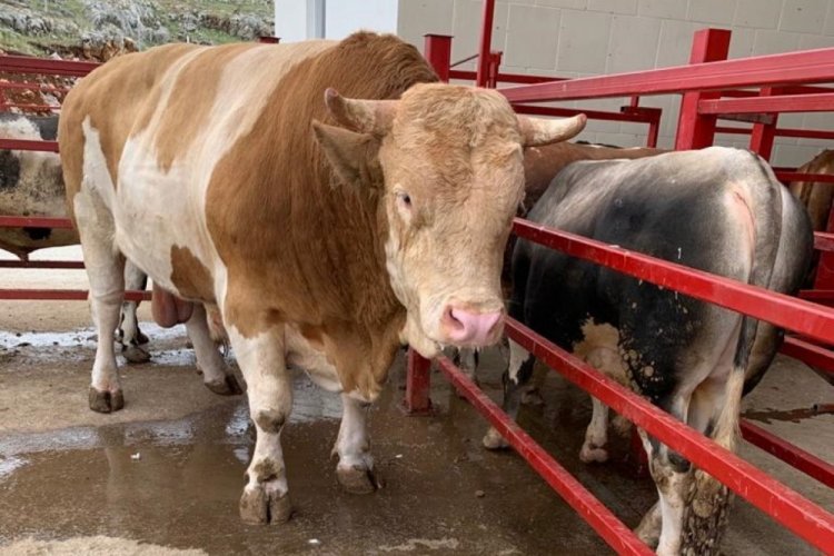 "Zeus" 919,6 kiloyla rekor kırdı