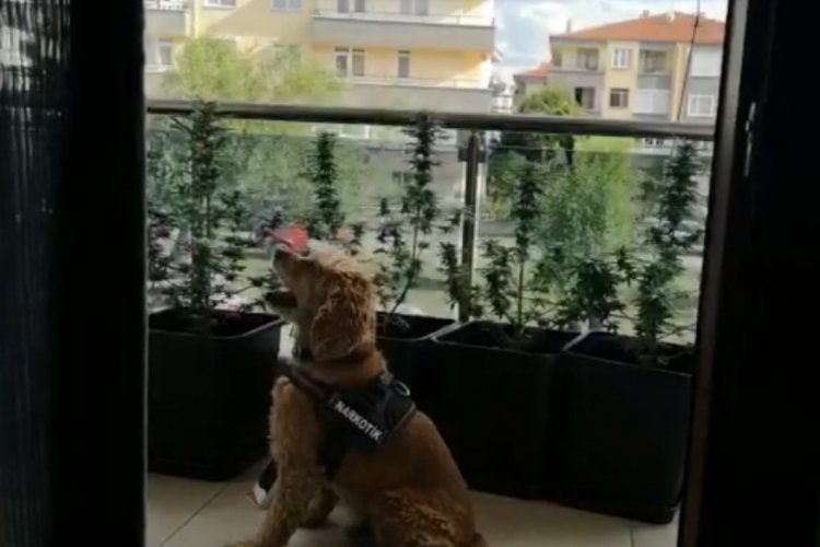 &Ouml;zel d&uuml;zenek ile evinde Hint keneviri &uuml;retirken yakalandı