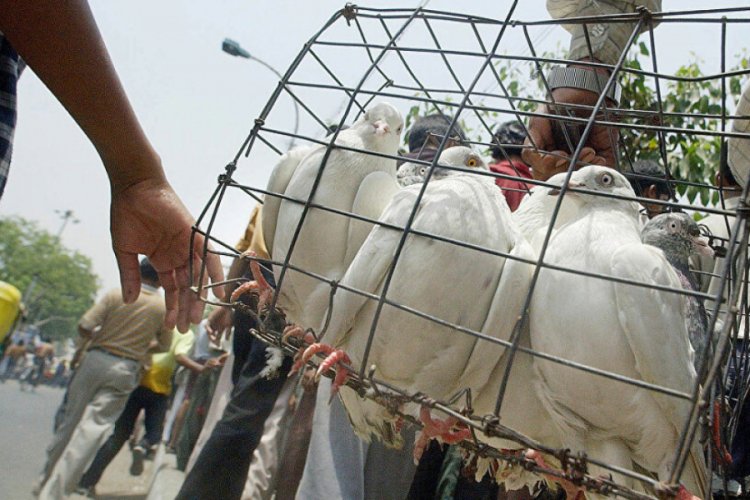 Hindistan-Pakistan sınırında 'casus g&uuml;vercin' vakası