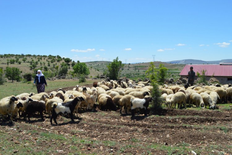 Elazığ'da g&ouml;&ccedil;ebelerin zorlu yayla yolculuğu başladı