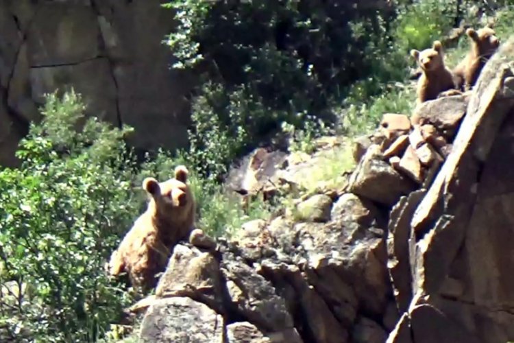 Yavrularıyla oynayan boz ayı g&ouml;r&uuml;nt&uuml;lendi