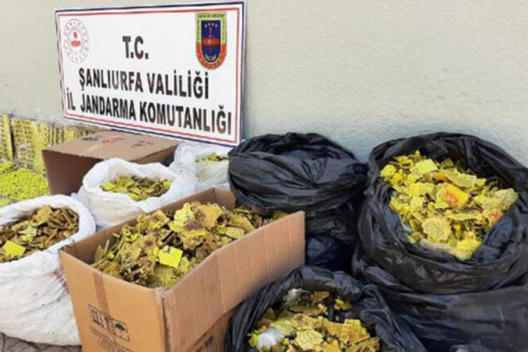 Sahte hayvan k&uuml;pesi operasyonu: 14'&uuml; veteriner 17 g&ouml;zaltı