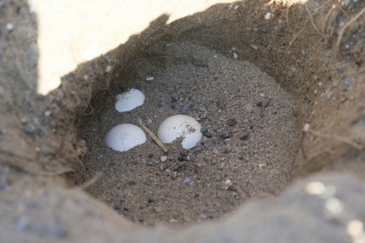 Caretta carettalardan ilk yumurta