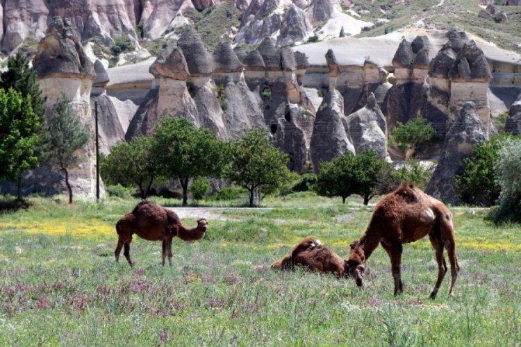 Kapadokya b&ouml;lgesinde bahar g&uuml;zelliği yaşanıyor