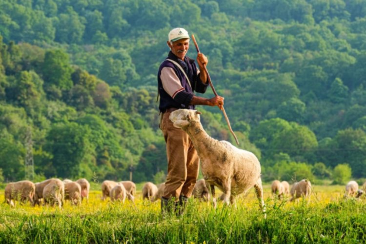 Bursa'da çobanın kendine has üslubuyla anlattığı video, ilgi gördü