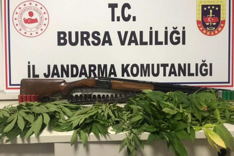 Bursa'da uyuşturucu operasyonu: 32 kök kenevir ele geçirildi