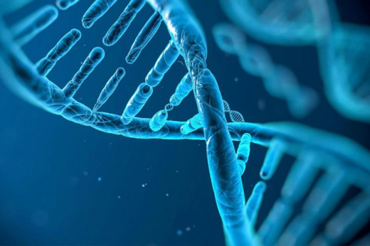 Bilim insanları 'zayıflık geni'ni keşfetti