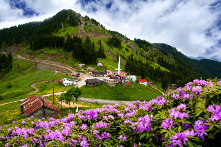 Karadeniz yaylalarını ormang&uuml;l&uuml; s&uuml;sledi
