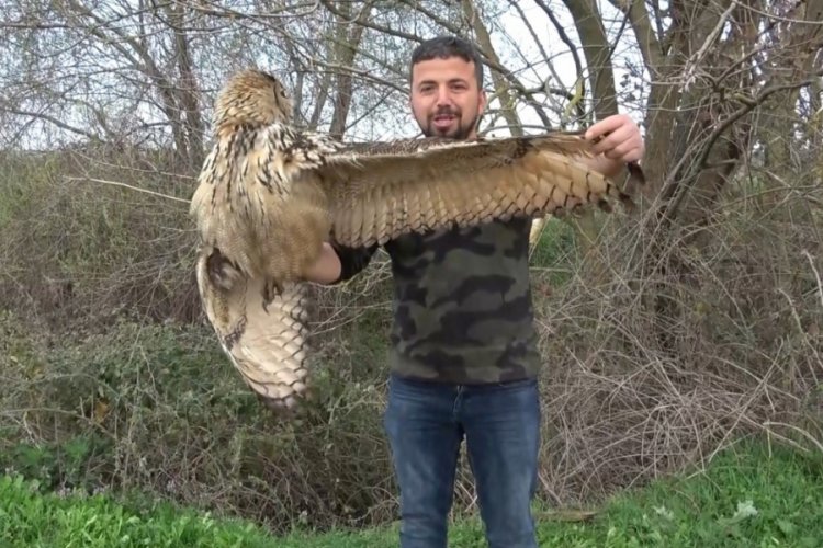 Bursa'da puhu kuşunu ölümden kurtardı