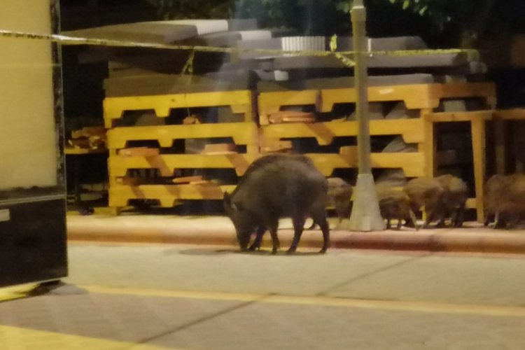 Marmaris'te domuzlar sahile indi
