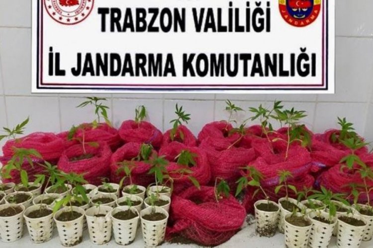 Karton bardakta esrar yetiştirenlere baskın!