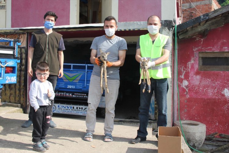 Yavru karacalar koruma altına alındı