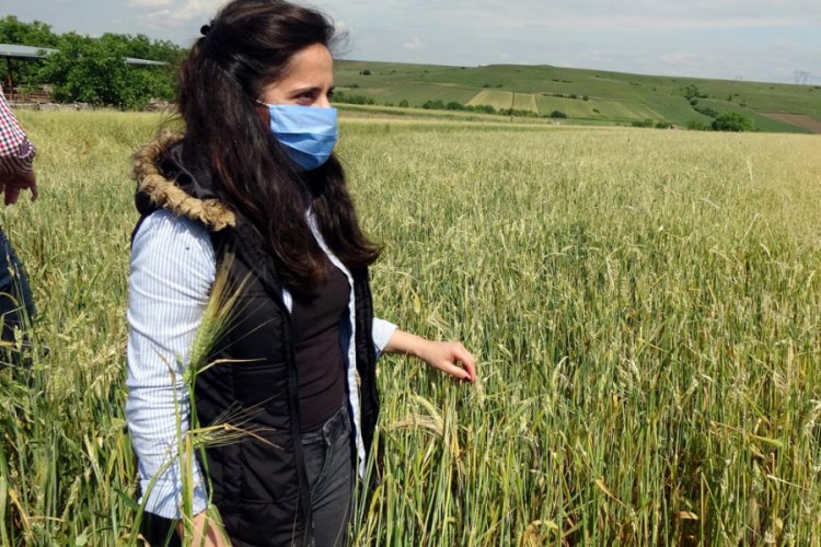 Dolu Edirne'de ekili alanlara zarar verdi