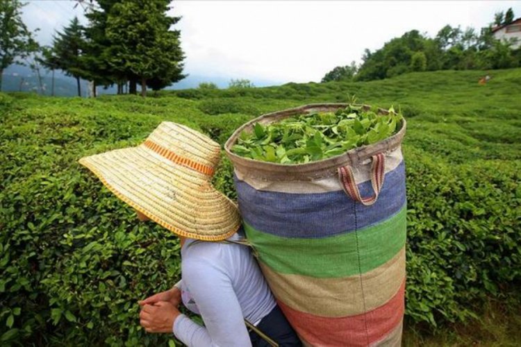 Rize'den yapılan 4 aylık &ccedil;ay ihracatı y&uuml;zde 159 arttı