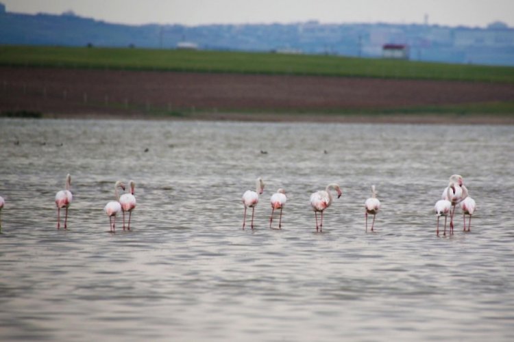 Flamingolardan g&ouml;lbaşı semalarında g&ouml;rsel ş&ouml;len