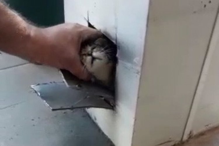 Demir kolona sıkışan kediyi esnaf kurtardı
