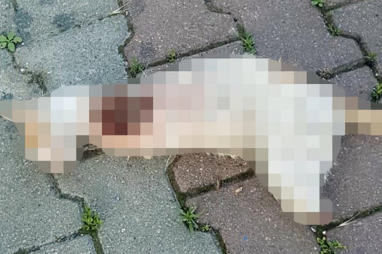 D&uuml;zce'de patileri kesik &ouml;l&uuml; kedi bulundu