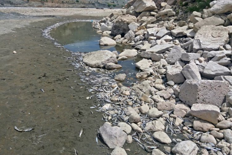 G&ouml;lbaşı'ndaki balık &ouml;l&uuml;mleriyle ilgili inceleme