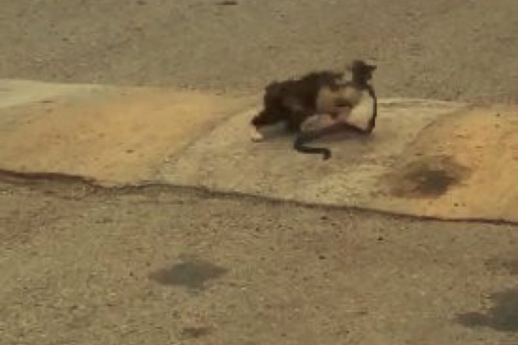 1 metrelik yılanı ağzına alıp g&ouml;t&uuml;ren kedi pes dedirtti