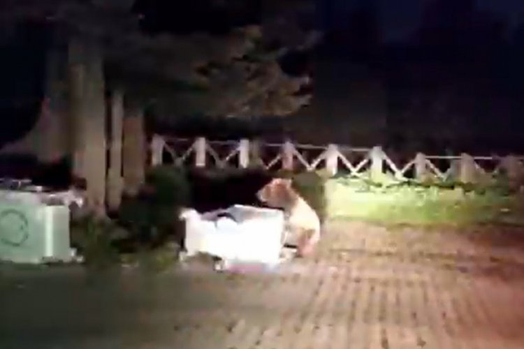 Bursa'da a&ccedil; kalan ayı &ccedil;&ouml;p konteynerinde yiyecek aradı