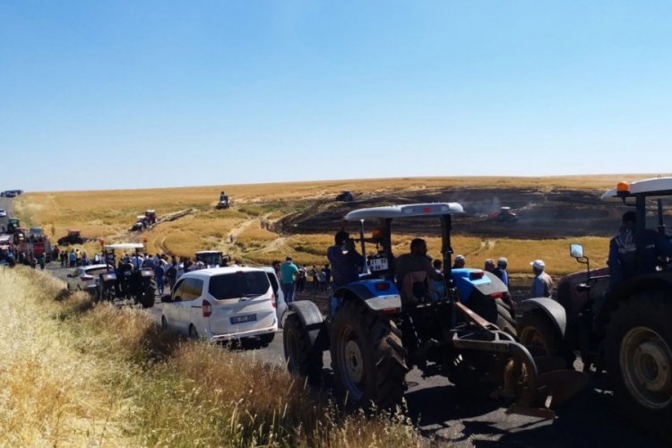 Elektrik direğinden &ccedil;ıkan kıvılcım 50 d&ouml;n&uuml;m ekili araziyi k&uuml;le &ccedil;evirdi