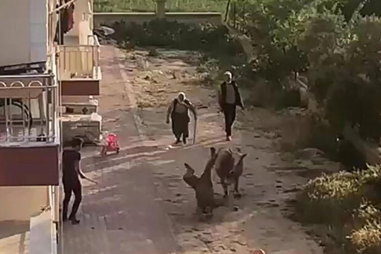 Sahibinin elinden ka&ccedil;an boğa ortalığı birbirine kattı