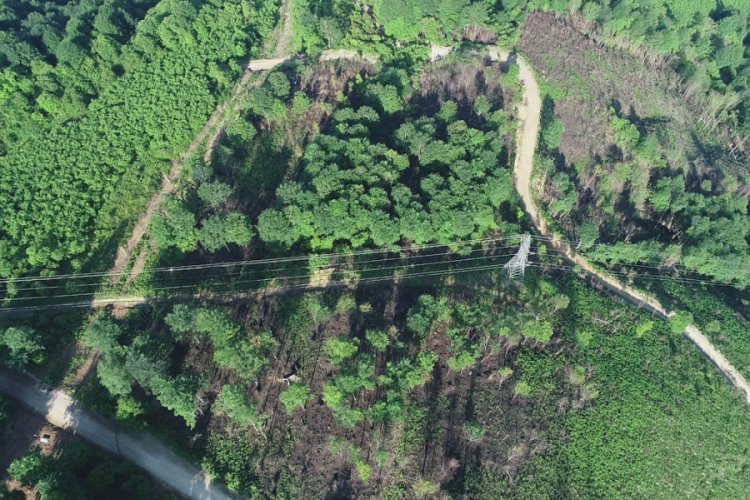 Karadeniz'de yanan ormanlardan g&uuml;zel haber