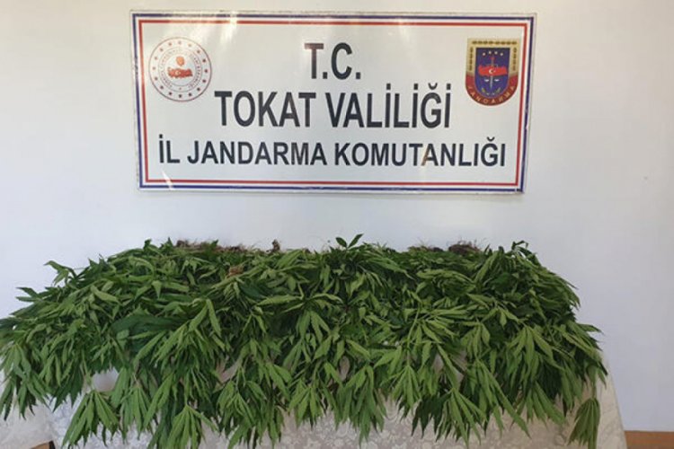 Ormanlık alanda Hint keneviri ele ge&ccedil;irildi