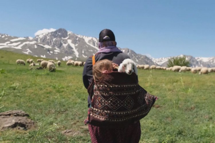 5 yaşındaki Şirin'in annesinin sırtında kuzuyla birlikte yayla yolculuğu