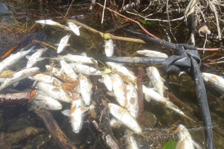 Bursa İznik G&ouml;l&uuml;'n&uuml; besleyen derede y&uuml;zlerce balık &ouml;ld&uuml;