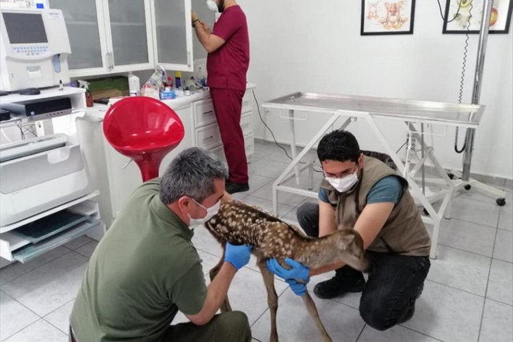 K&ouml;peklerin kovaladığı yavru geyik korumaya alındı