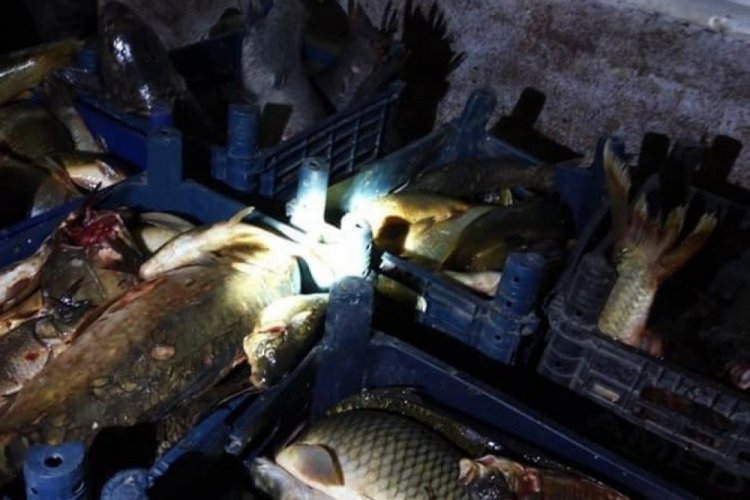 Ka&ccedil;ak avlanan 400 kilo balık ele ge&ccedil;irildi