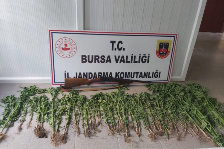 Bursa'da 100 k&ouml;k Hint keneviri ele ge&ccedil;irildi