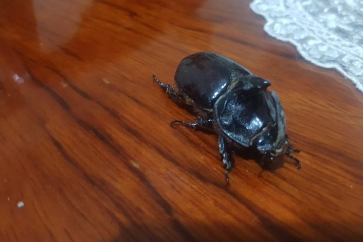 Bursa'da evinin balkonunda buldu, g&ouml;z&uuml; gibi bakıyor